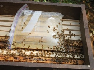 Кормление пчел из фасовочных пакетов